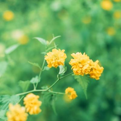 战鹰雄风百度版下载